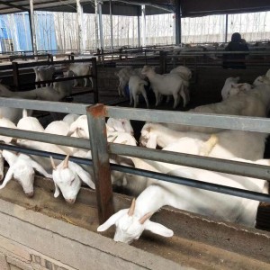 祥龙种羊场 美国白山羊 改良育肥羊 四肢健壮 生长快 抗寒耐热 养殖批发