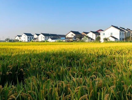 从水稻增产到花卉生根："草根"系列再突破！草根9号花卉促根剂正式问世